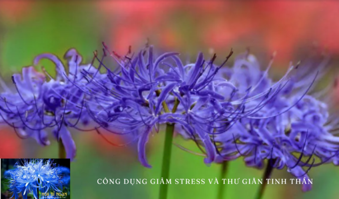 Hoa bỉ ngạn – Công dụng giảm stress và thư giãn tinh thần