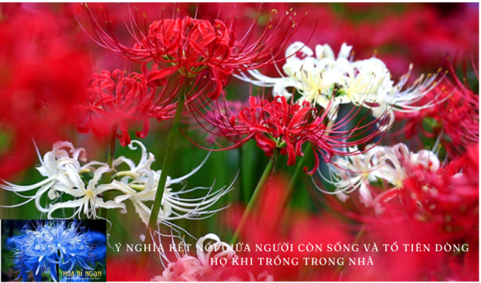 Hoa bỉ ngạn: Ý nghĩa kết nối giữa người còn sống và tổ tiên dòng họ khi trồng trong nhà