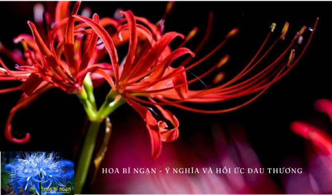 Hoa Bỉ Ngạn – Ý Nghĩa và Hồi Ức Đau Thương