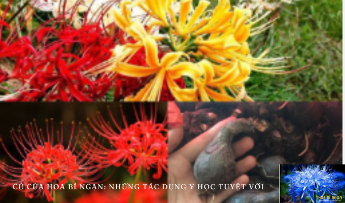 Củ của hoa bỉ ngạn: Những tác dụng y học tuyệt vời