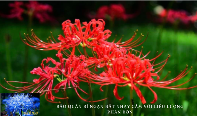 Bảo quản bỉ ngạn rất nhạy cảm với liều lượng phân bón: Những điều cần biết