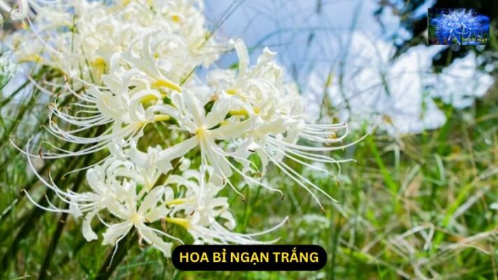 Hoa Bỉ Ngạn Trắng: Ý Nghĩa, Truyền Thuyết và Cách Chăm Sóc